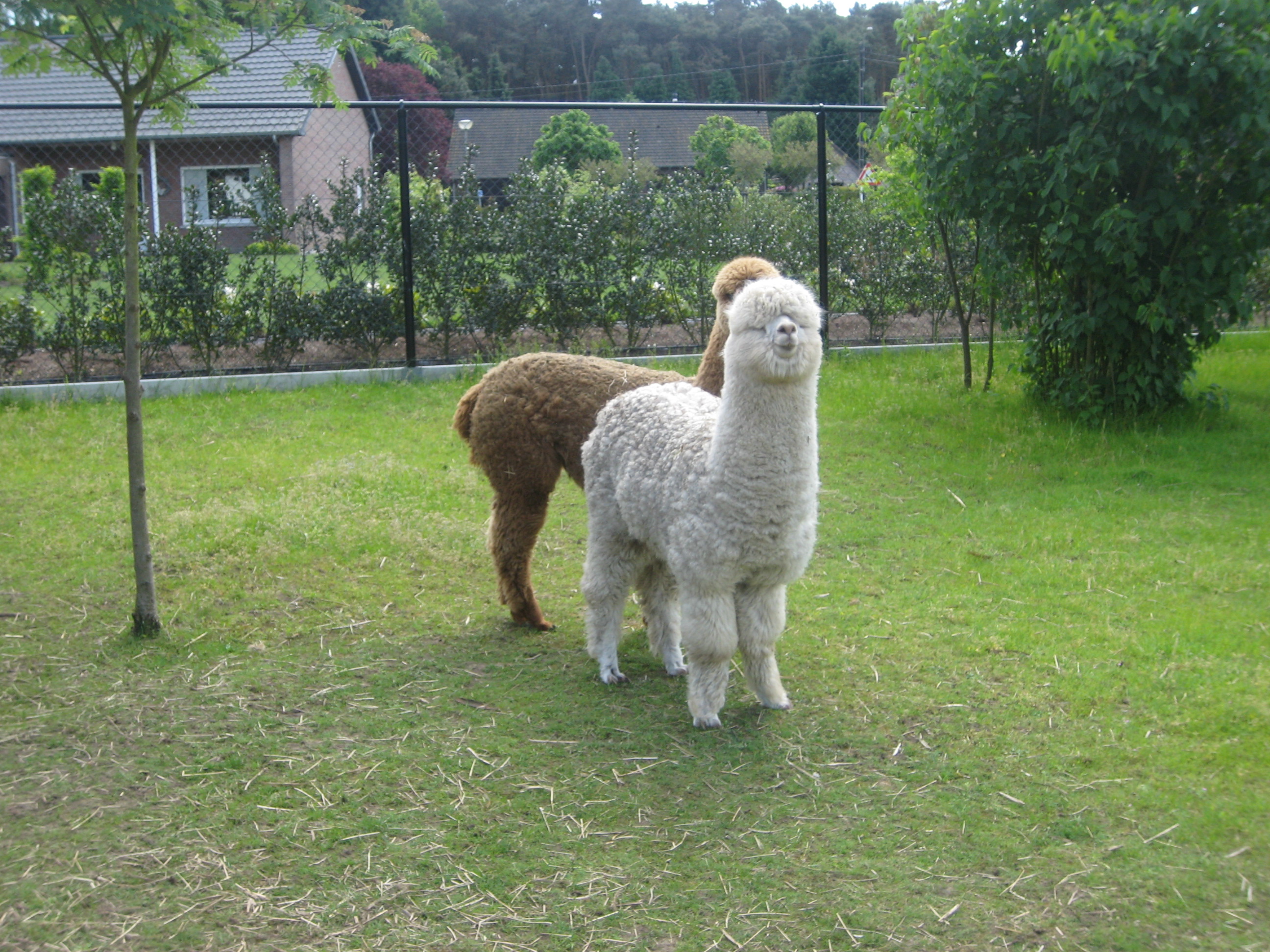 Op bezoek bij de alpaca's (juf Ellen)